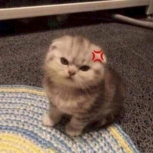 Mèo cute 2