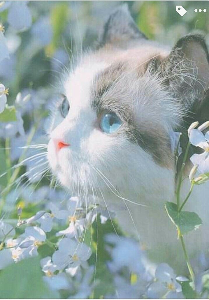 Mèo cute 3