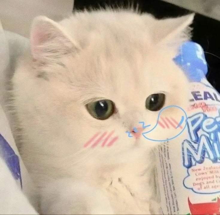 Ảnh Mèo đáng yêu 11