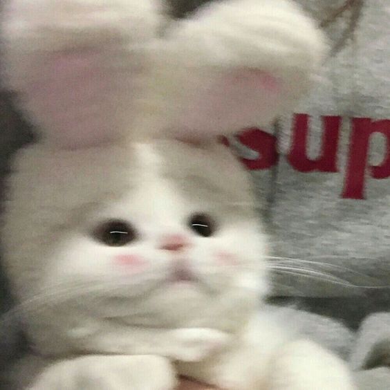 Ảnh Mèo đáng yêu 14