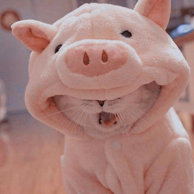 Ảnh Mèo đáng yêu 8