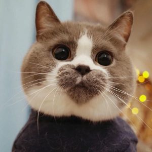 169+ Ảnh Mèo Cute Trái Tim Khiến Bạn Tan Chảy Ngay Lập Tức