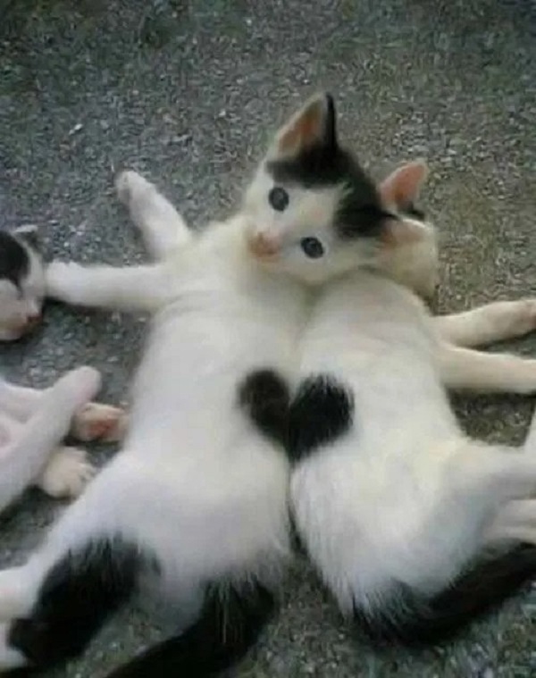 ảnh mèo cute trái tim 20