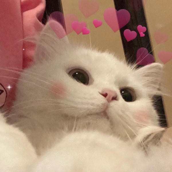 ảnh mèo cute trái tim 22