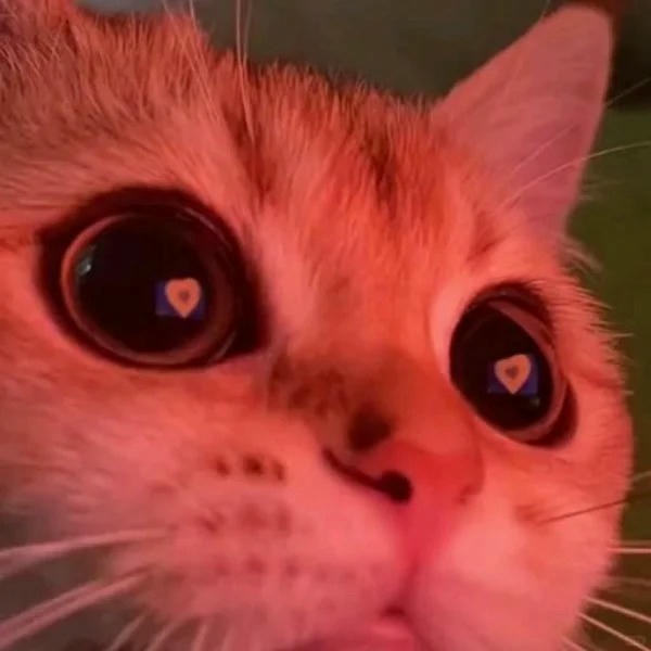 ảnh mèo cute trái tim 27