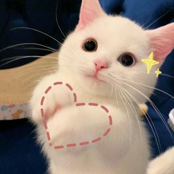 ảnh mèo cute trái tim 28