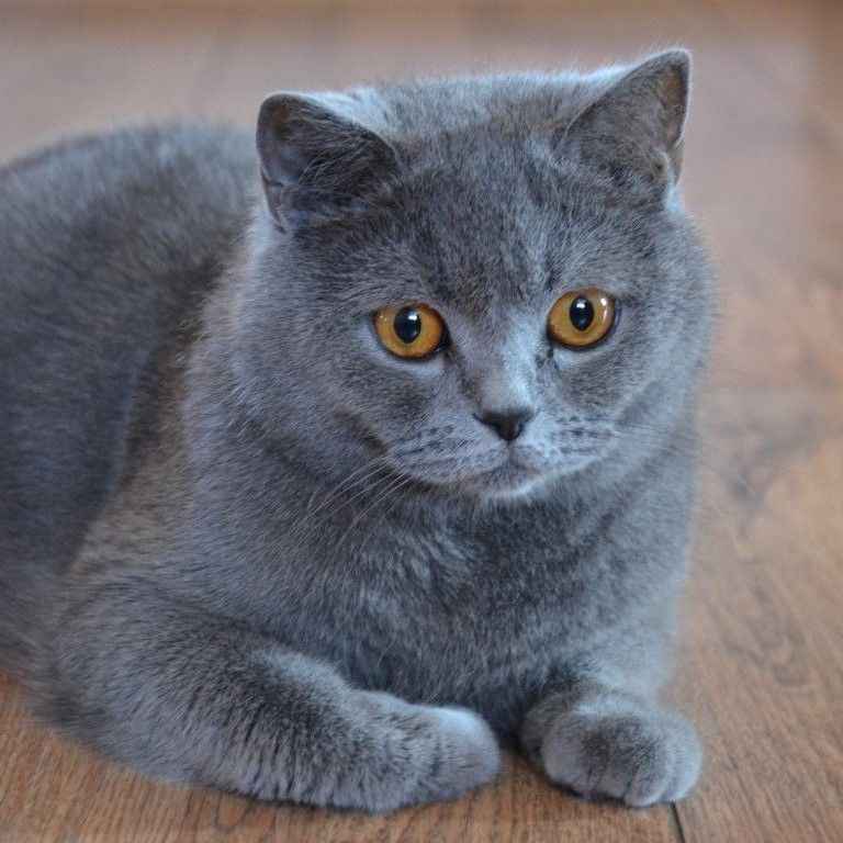 Ảnh Mèo Đen 6