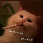 169+ Ảnh Mèo Meme Hài Hước Khiến Bạn Cười Không Ngớt