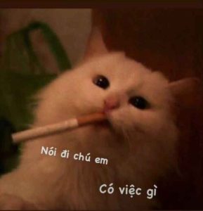 169+ Ảnh Mèo Meme Hài Hước Khiến Bạn Cười Không Ngớt