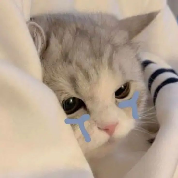 Ảnh Avatar Mèo Cute 16
