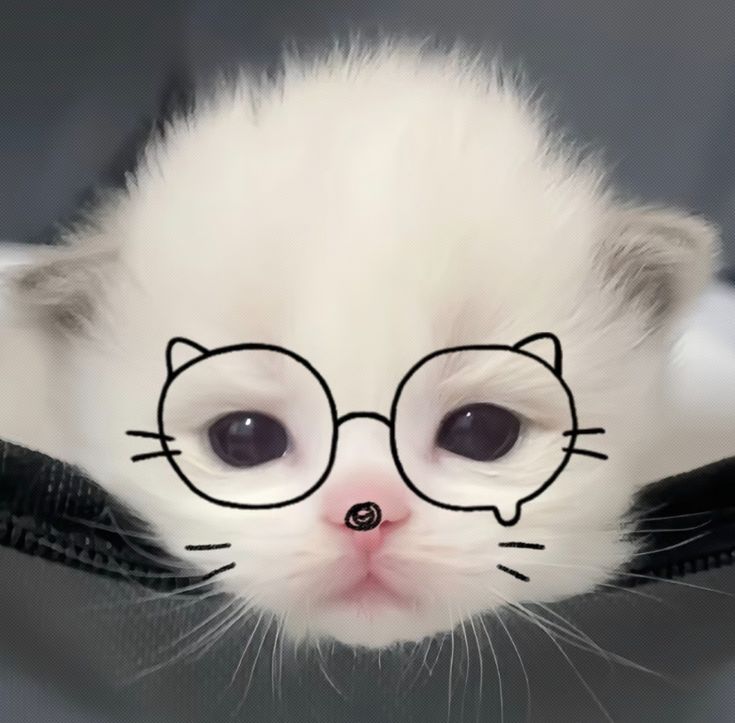 Ảnh Avatar Mèo Cute 4