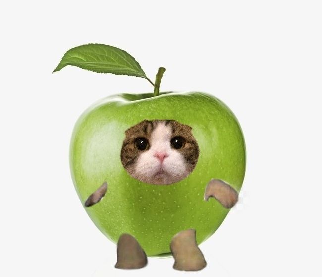 Ảnh Avatar Mèo Cute 12