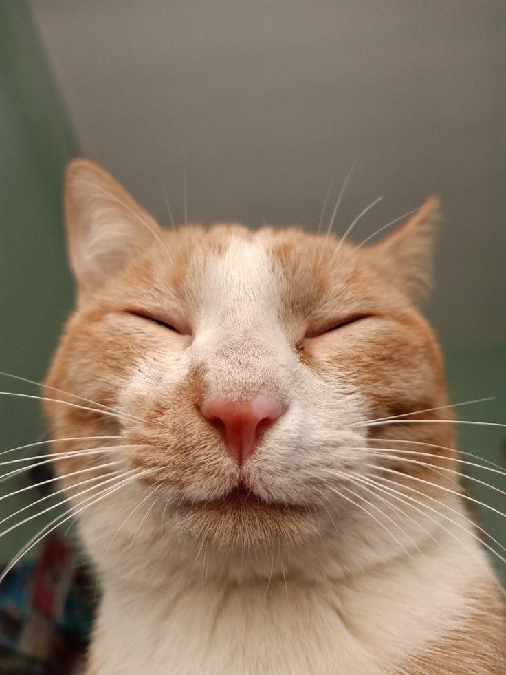 Ảnh Avatar Mèo Cute 2