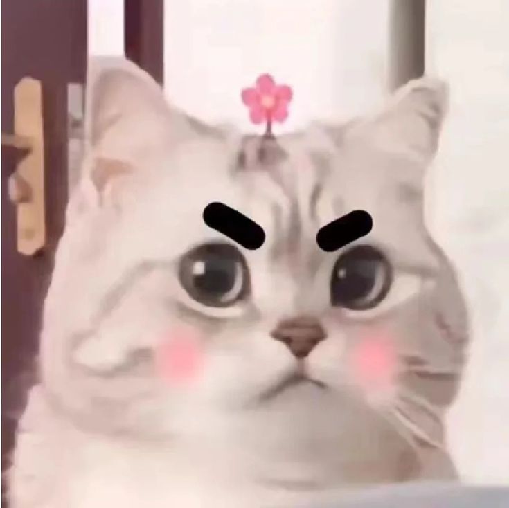 Ảnh Avatar Mèo Cute 10