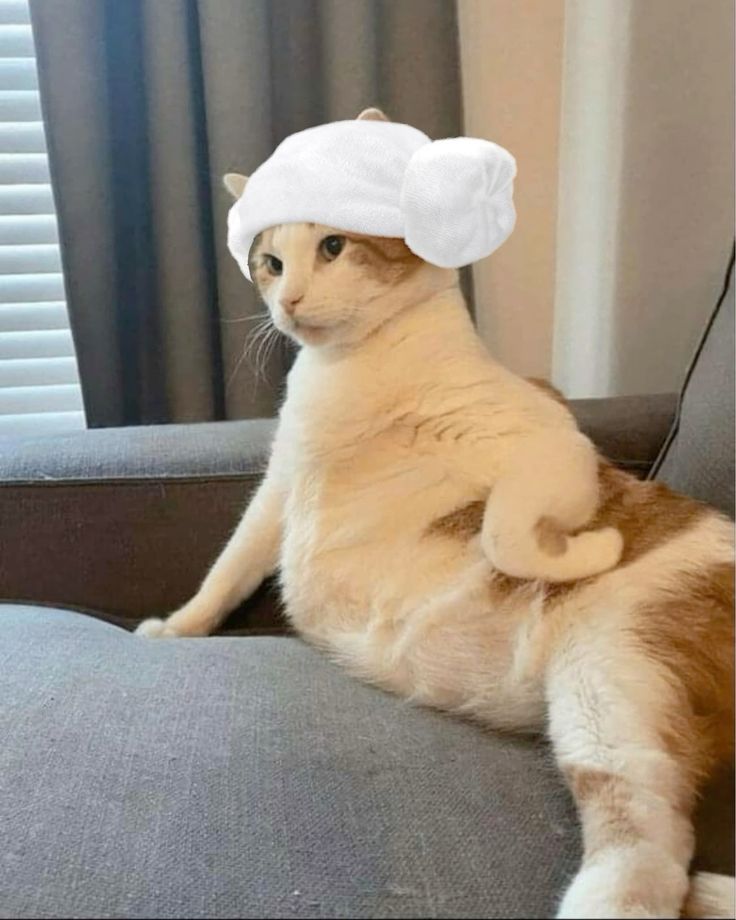 Ảnh Avatar Mèo Cute 3