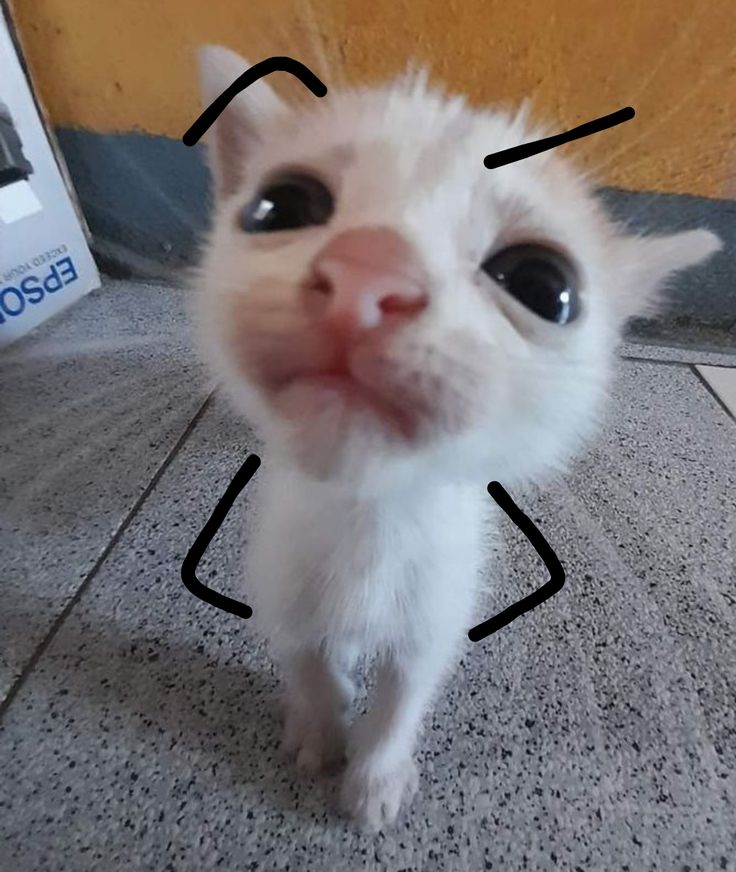 Ảnh Avatar Mèo Cute 17