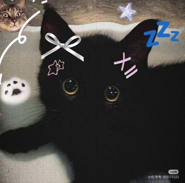 Ảnh Avatar Mèo Cute 14