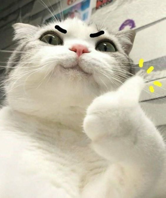 Ảnh Avatar Mèo Cute 18