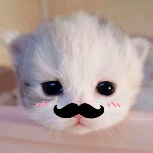 982+ Avatar Ảnh Mèo Cute Đốn Tim Fan Mê Mèo