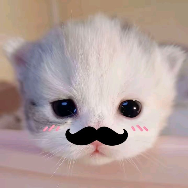 Ảnh Avatar Mèo Cute 1
