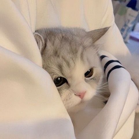 Avatar Cute Mèo 2
