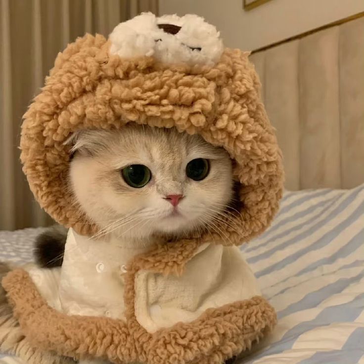 Avatar Cute Mèo 12