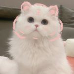 119+ Avatar Cute Mèo Nhỏ Xíu Đốn Tim Mọi Ánh Nhìn