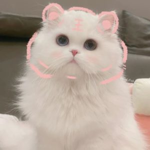 119+ Avatar Cute Mèo Nhỏ Xíu Đốn Tim Mọi Ánh Nhìn