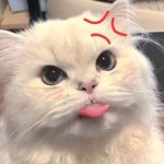 119+ Avatar Cute Mèo Xinh: Sức Hút Đáng Yêu Không Thể Cưỡng Lại