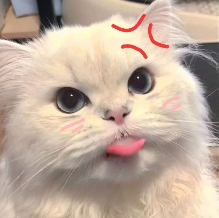 Avatar Cute Mèo 5