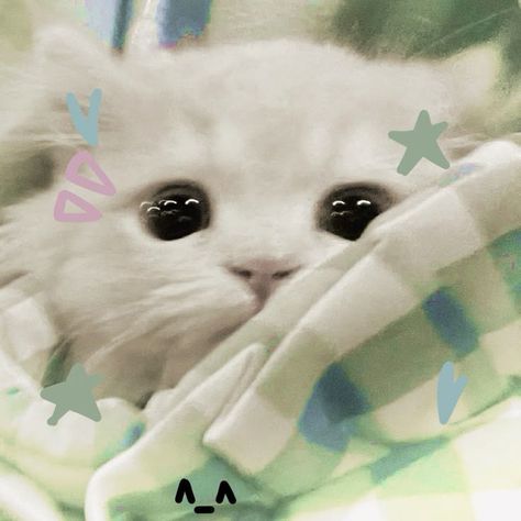 Avatar Cute Mèo 6