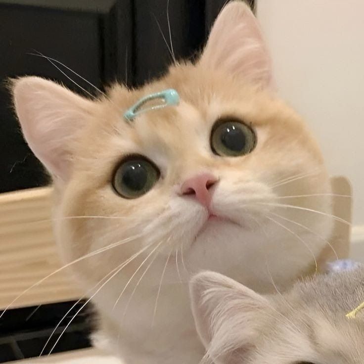 Avatar Cute Mèo 9