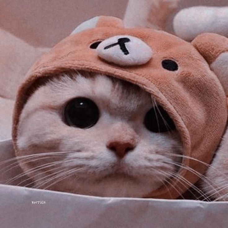 Avatar mèo ấn tượng 2