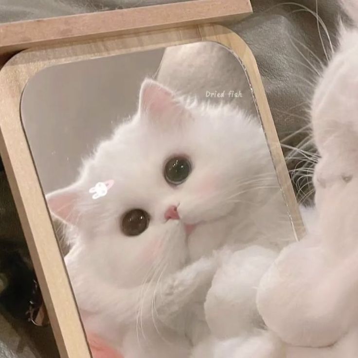 Avatar Mèo Cute 14