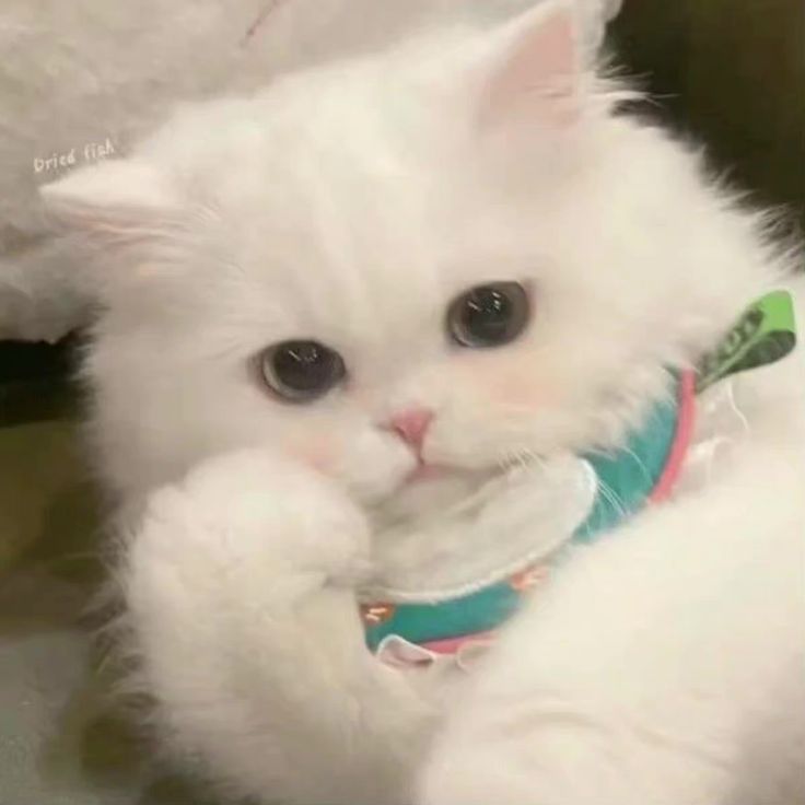 Avatar Mèo Cute 3