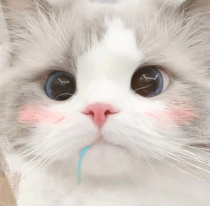 Avatar Mèo Cute 5