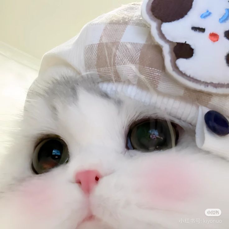 Avatar Mèo Cute 15