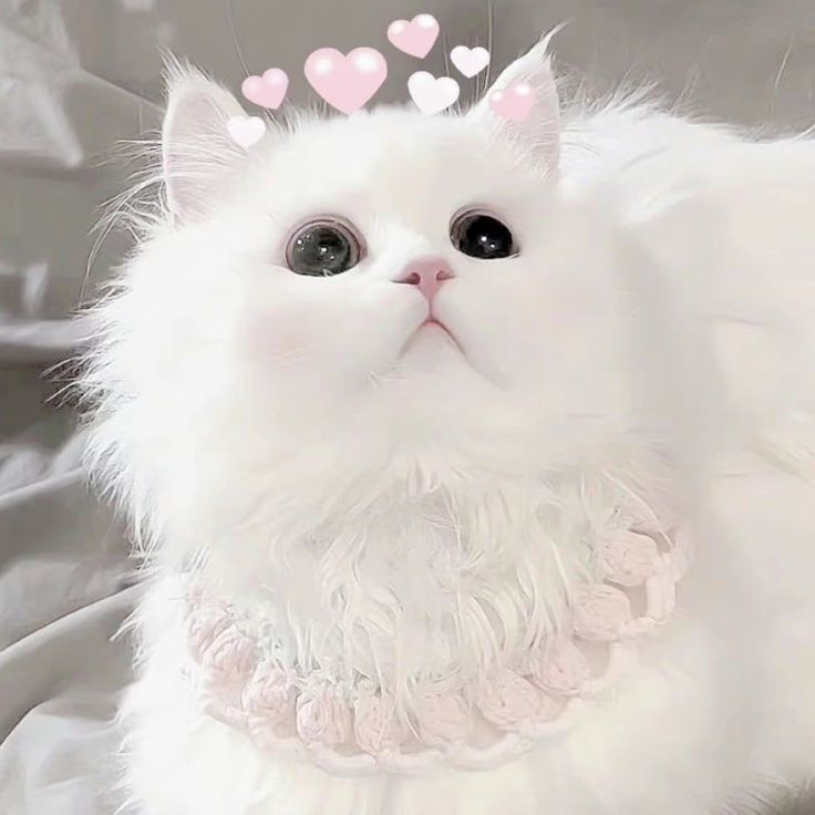 Avatar Mèo Cute 12