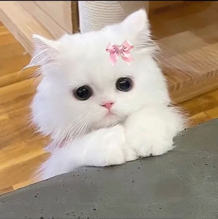 Avatar Mèo Cute 13