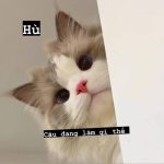 189+ Avatar Mèo Cute Dễ Thương Nhất Định Phải Có Cho Dế Yêu