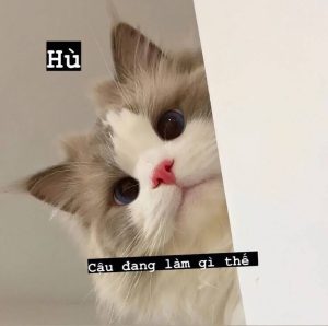 189+ Avatar Mèo Cute Dễ Thương Nhất Định Phải Có Cho Dế Yêu