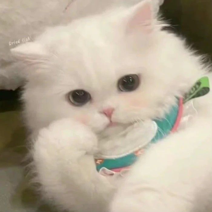 Avatar Mèo Cute 11