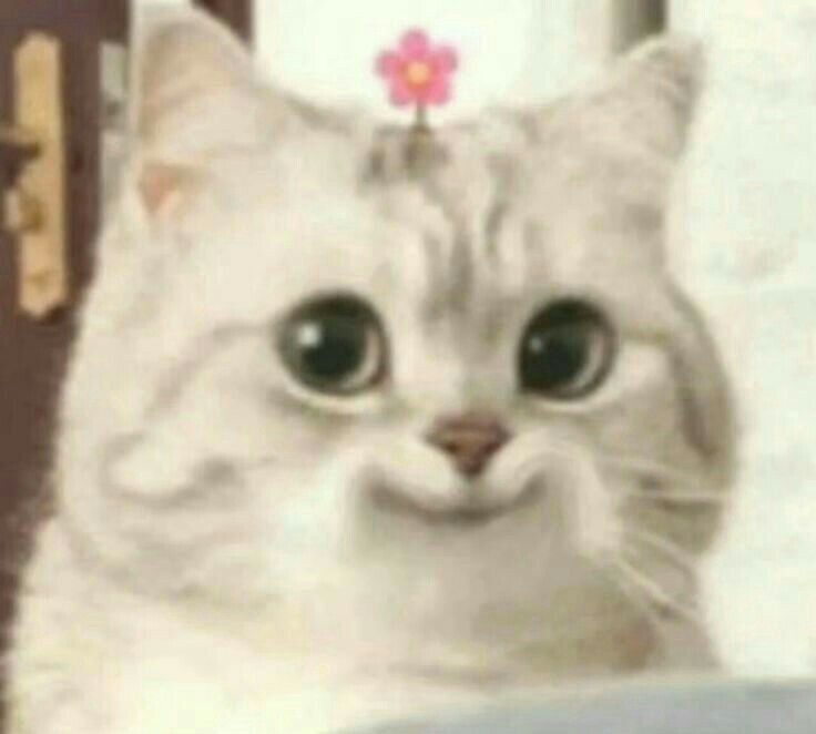 Avatar Mèo Cute Dễ Thương 6
