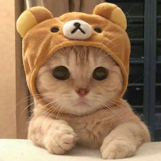 Avatar Mèo Cute 9