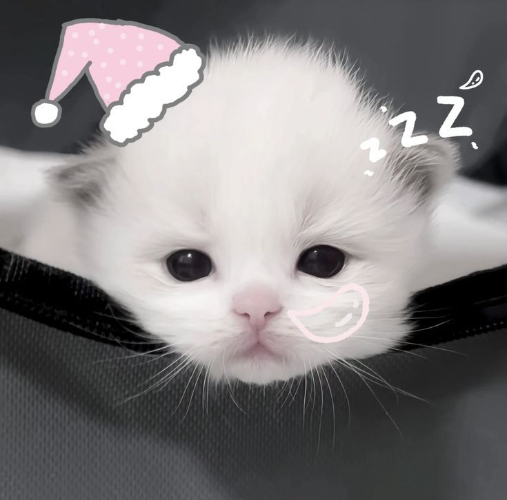 Avatar Mèo Cute 10