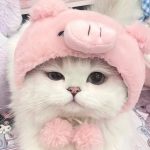 159+ Avatar Mèo Cute Đốn Tim – Tuyển Tập Hình Nền Siêu Đáng Yêu