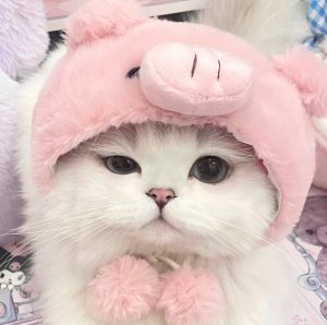 159+ Avatar Mèo Cute Đốn Tim – Tuyển Tập Hình Nền Siêu Đáng Yêu