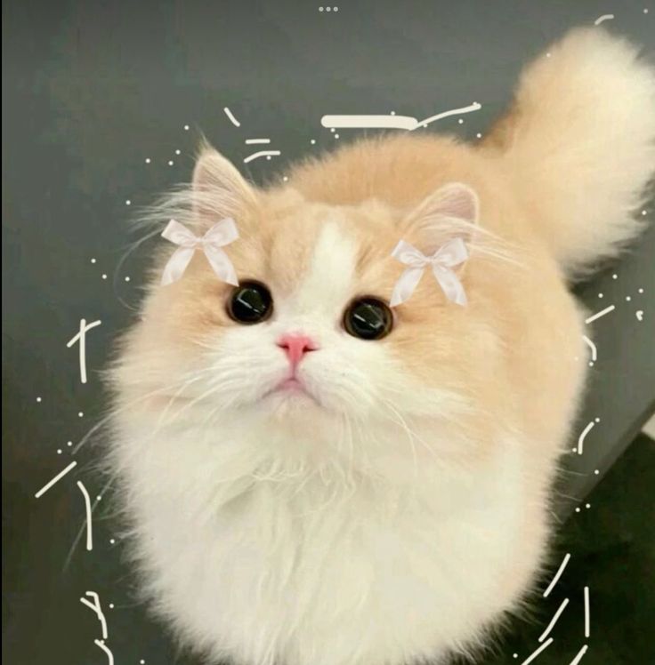 Avatar Mèo Cute 6