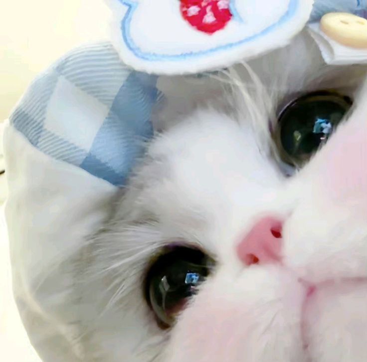 Avatar Mèo Cute 7