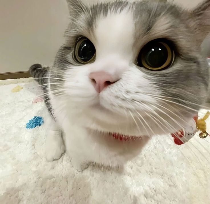 Avatar Mèo Ngáo 6